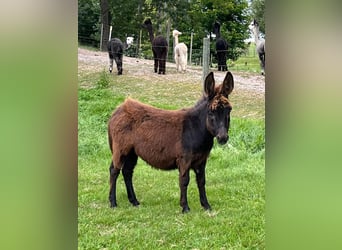 Ezel, Hengst, Veulen (05/2025), 75 cm, Zwartbruin