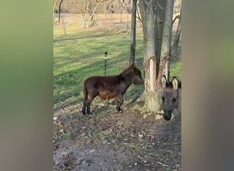 Ezel, Hengst, Veulen (05/2025), 75 cm, Zwartbruin