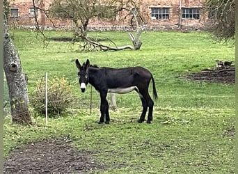 Ezel, Hengst, 15 Jaar, 160 cm, Zwart
