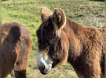 Ezel, Merrie, 17 Jaar, 152 cm, Donkerbruin