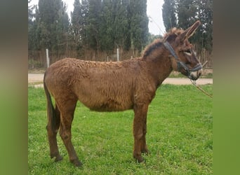 Ezel, Merrie, 3 Jaar, 152 cm, Zwart