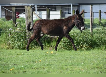 Ezel, Merrie, 4 Jaar, 120 cm, Donkerbruin