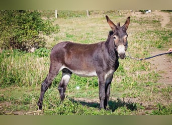 Ezel, Merrie, 4 Jaar, 135 cm, Donkerbruin