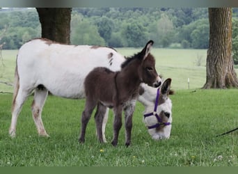 Ezel, Merrie, 4 Jaar, 89 cm, Schimmel