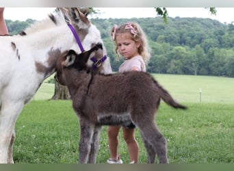 Ezel, Merrie, 4 Jaar, 89 cm, Schimmel