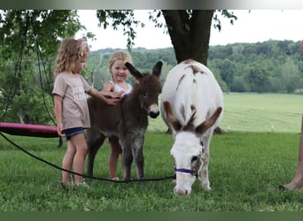 Ezel, Merrie, 4 Jaar, 89 cm, Schimmel