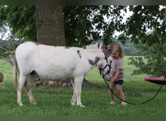 Ezel, Merrie, 4 Jaar, 89 cm, Schimmel