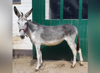 Ezel, Merrie, 6 Jaar, 137 cm, Zwartschimmel