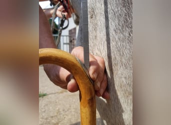 Ezel, Merrie, 6 Jaar, 137 cm, Zwartschimmel
