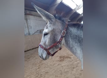 Ezel, Merrie, 6 Jaar, 137 cm, Zwartschimmel