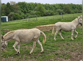 Ezel, Merrie, 7 Jaar, 130 cm, Cremello