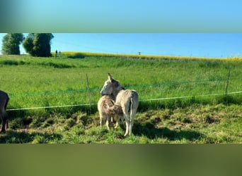 Ezel, Merrie, 8 Jaar, 105 cm, Gevlekt-paard