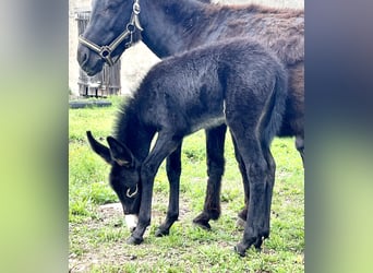 Ezel, Merrie, veulen (06/2023), 100 cm, Zwart