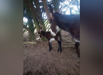 Ezel, Merrie, Veulen (06/2026), 100 cm, Zwartbruin