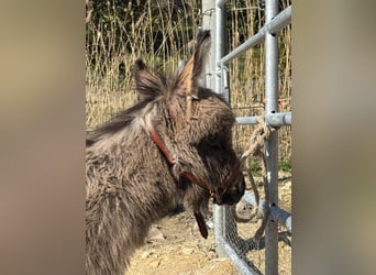 Ezel, Ruin, 1 Jaar, 63 cm, Brown Falb schimmel