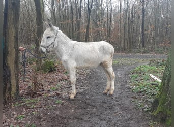 Ezel, Ruin, 4 Jaar, 135 cm, Schimmel