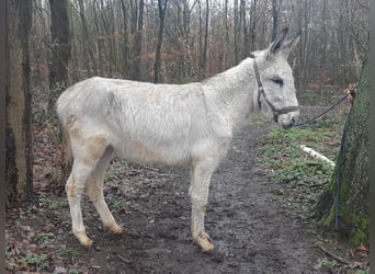 Ezel, Ruin, 4 Jaar, 135 cm, Schimmel