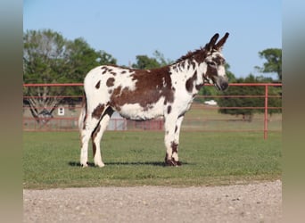 Ezel, Ruin, 5 Jaar, 117 cm, Gevlekt-paard