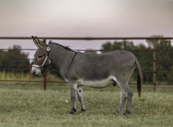 Ezel, Ruin, 5 Jaar, 89 cm, Schimmel