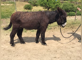 Ezel Mix, Ruin, 6 Jaar, 138 cm, Bruin