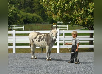 Ezel, Ruin, 8 Jaar, 107 cm