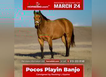 Caballo cuarto de milla, Caballo castrado, 5 años, 152 cm, Buckskin/Bayo, in Joy, IL,