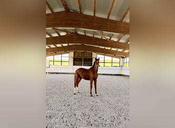 Stallion 2 years