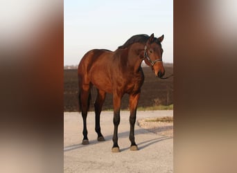 Zangersheide, Yegua, 3 años, 168 cm, Castaño, in Szarvas