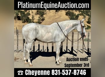 American Quarter Horse, Ruin, 8 Jaar, Schimmel, in BITTERWATER, CA,