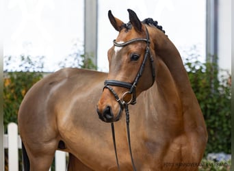 Hannoveraner, Stute, 5 Jahre, 164 cm, Brauner, in Verden