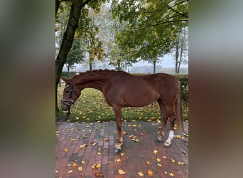 Oldenburg, Mare, 3 years, 15,3 hh, Chestnut-Red, in Visbek,