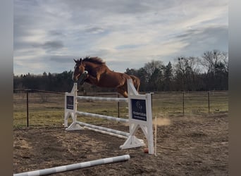 Hanovrien, Hongre, 4 Ans, 180 cm, Alezan, in Trebbin