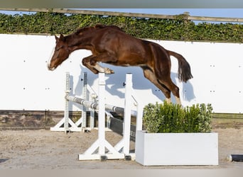 Studbook européen anglo, Étalon, 2 Ans, 148 cm, Alezan brûlé, in Waddinxveen,