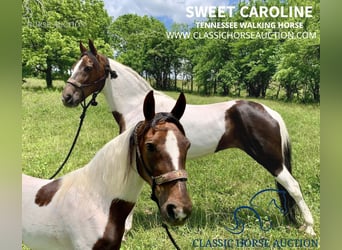 Spotted Saddle Horse, Stute, 9 Jahre, 142 cm, Rotbrauner, in Winchester,TN,