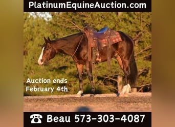 American Quarter Horse, Gelding, 5 years, 14.3 hh, Bay, in Sweet Springs MO,