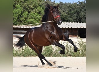 PRE, Stallion, 3 years, 16.2 hh, Brown, in Menorca,
