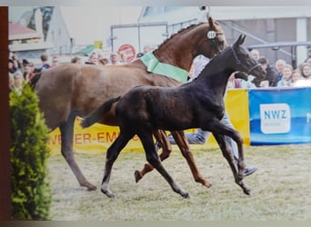Hanoverian, Mare, 9 years, 16,2 hh, Chestnut, in Dornum Nesse