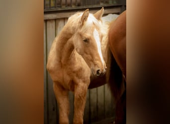 German Sport Horse, Mare, 1 year, 14.2 hh, Palomino, in Wandlitz,
