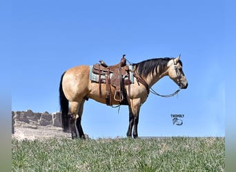 American Quarter Horse, Ruin, 4 Jaar, Buckskin, in Bayard, Nebraska,