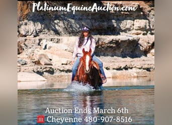 American Quarter Horse, Gelding, 12 years, Chestnut, in Stephenville, TX,