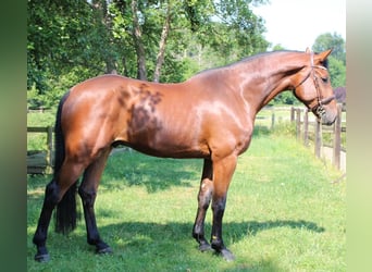 BWP (cheval de sang belge), Hongre, 5 Ans, 173 cm, Bai, in Waidhofen an der Thaya,