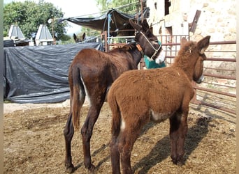 Donkey, Mare, 20 years, 14.1 hh, Black, in BERGA, BARCELONA,