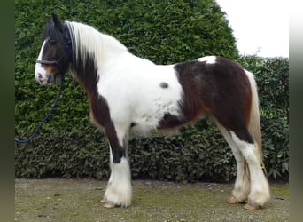 Gypsy Horse, Gelding, 3 years, 13.2 hh, Pinto, in Lathen,