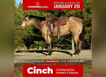 American Quarter Horse, Wallach, 5 Jahre, 150 cm, Buckskin, in Sweet Springs, MO,