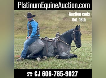 Tennessee Walking Horse, Wallach, 8 Jahre, 160 cm, Roan-Blue, in Whitley City, KY,