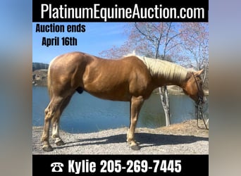 American Quarter Horse, Ruin, 8 Jaar, Palomino, in Haleyville Al,