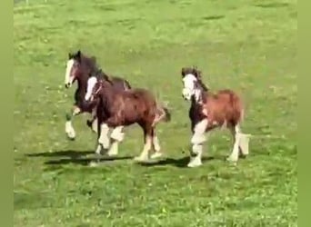 Clydesdale, Stallion, 1 year, , in whitegate