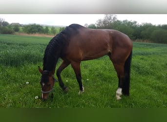 Gelding 9 years