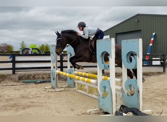 Cavallo sportivo irlandese, Giumenta, 4 Anni, 154 cm, Baio ciliegia, in Raheen, Co. Laois