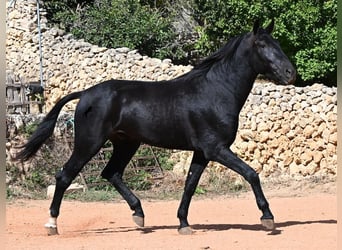Menorquín, Semental, 3 años, 167 cm, Negro, in Menorca